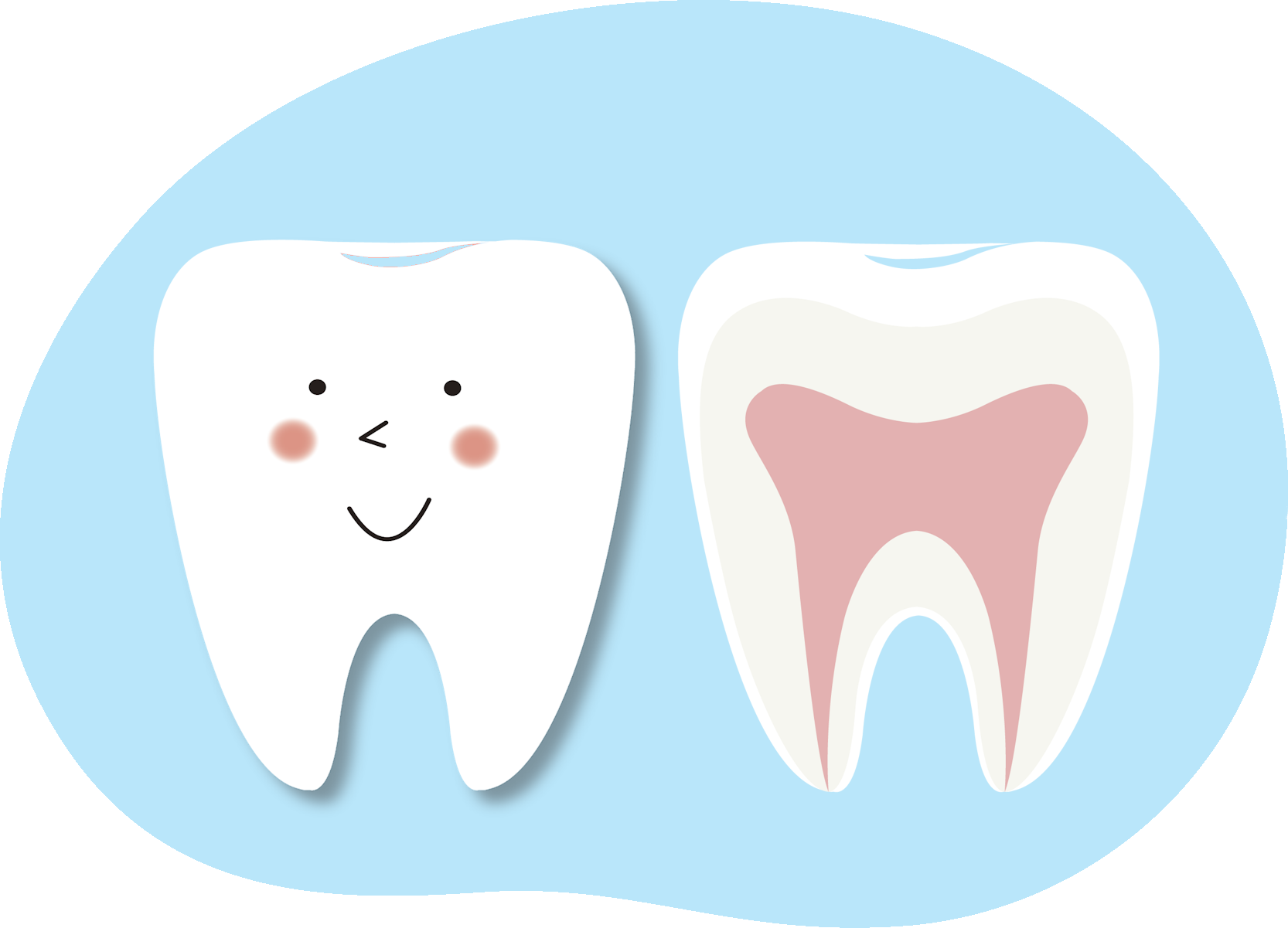 歯の断面図の画像